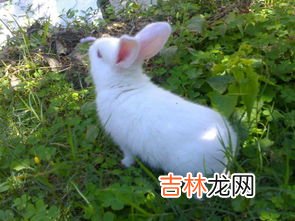 兔子的特点和外貌描写,兔子的外貌特征和特点