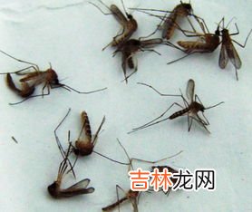 蚊子吃饱了还咬人吗,蚊子吸足了血之后是不是就不咬人了？