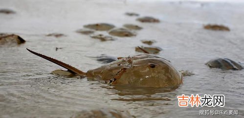 鲎鱼的血液,鲎鱼的血液为什么是蓝色