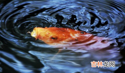 蜈蚣怕水吗水能淹死它吗,蜈蚣没水能活多久?