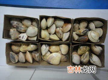 贝壳油蛤蜊油作用,蛤蜊油是什么做的