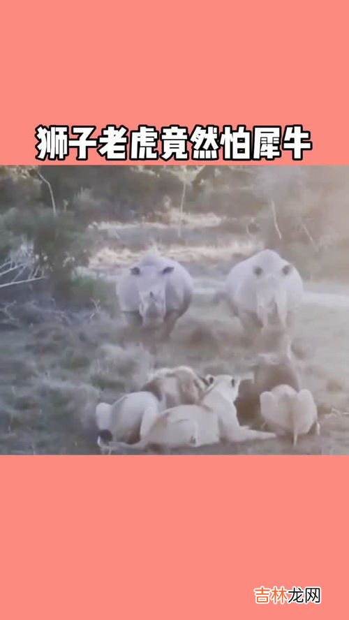 狮子为什么怕犀牛,草原上狮子和犀牛打架，谁会赢？