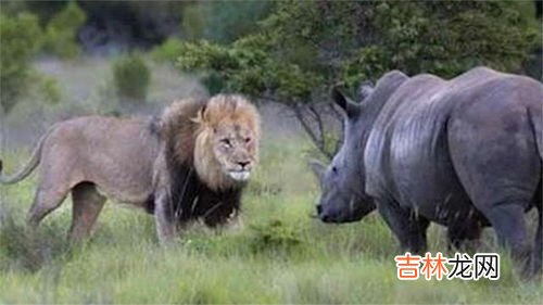 狮子为什么怕犀牛,草原上狮子和犀牛打架，谁会赢？