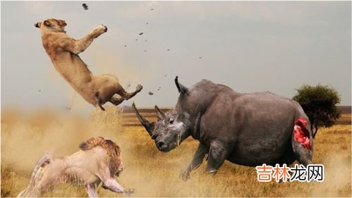 狮子为什么怕犀牛,草原上狮子和犀牛打架，谁会赢？
