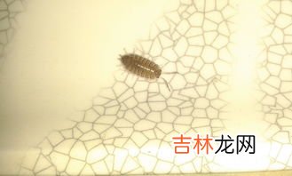 红豆生虫子怎么处理,长在红豆上面的虫子，有很多，密密麻麻的，怎么处理？