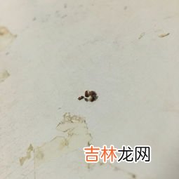 蜈蚣会爬到床上咬人吗,蜈蚣会爬到床上咬人吗