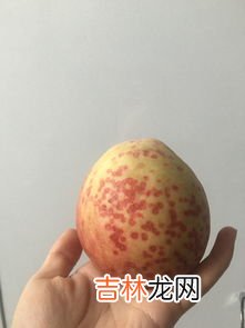 桃子可以不去皮吃吗,桃子要去皮去吃吗