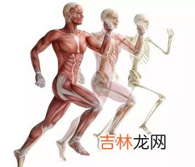 人体运动产生收缩的动力是,人体运动系统的动力