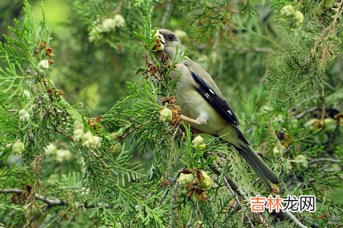 松果怎么吃,请问 松果 怎么吃啊？