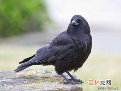 獾子油放了40年了还能用吗,獾子油新鲜和陈年那个好