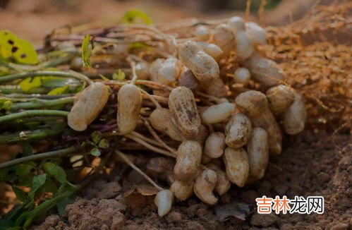 七彩花生生吃还是熟吃,七彩花生生吃还是熟吃