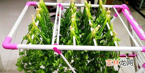 没有冰箱怎么保存香菜,香菜放不住,怎么保存呀?