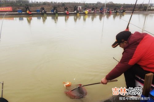 怎么钓鲤鱼,鲤鱼怎么才能好钓