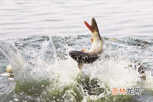 怎么钓鲤鱼,鲤鱼怎么才能好钓