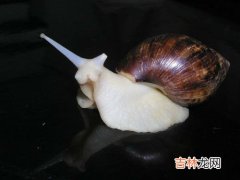 白玉蜗牛能吃吗,白玉蜗牛有毒么?