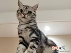 为什么提猫要提脖子,为什么从猫的脖子后面那里拎起来，猫会很乖呢