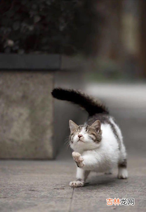 为什么提猫要提脖子,为什么从猫的脖子后面那里拎起来,猫会很乖呢