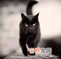 为什么提猫要提脖子,为什么从猫的脖子后面那里拎起来,猫会很乖呢