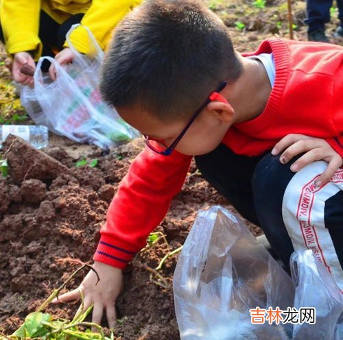 红薯发芽了怎么种土里,红薯发芽了怎么种植