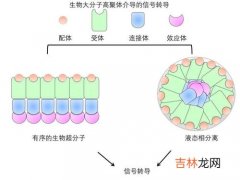 脂肪是生物大分子吗,脂质和脂肪是不是生物大分子？