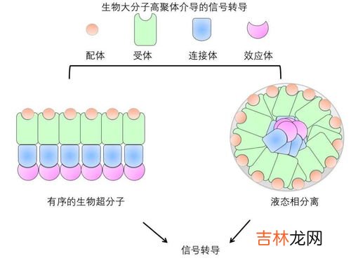 脂肪是生物大分子吗,脂质和脂肪是不是生物大分子？