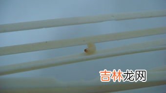 挂面生虫怎么办,挂面长虫还能吃吗 挂面长虫是否能吃要看情况而定