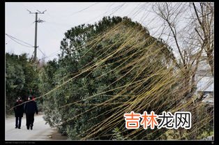 冬天给树撒盐树会死吗,冬天给树撒盐树会死吗