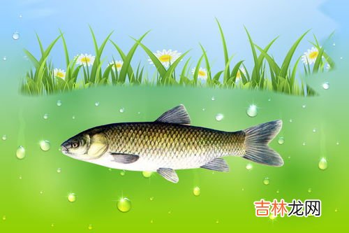 钓草鱼的方法,钓草鱼有哪些方法?