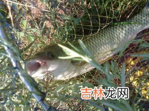 钓草鱼的方法,钓草鱼有哪些方法?