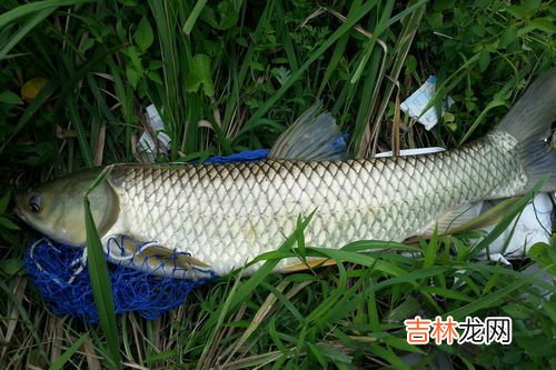 钓草鱼的方法,钓草鱼有哪些方法?