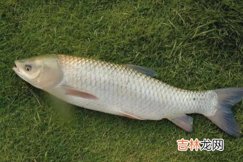 钓草鱼的方法,钓草鱼有哪些方法?