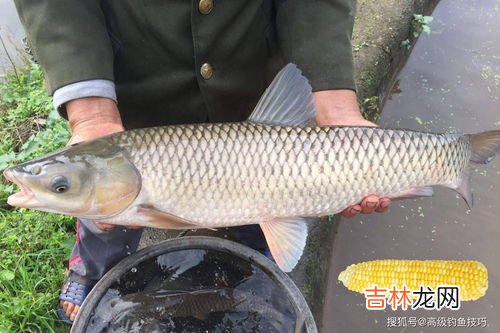天气冷怎么钓草鱼,天气冷能钓草鱼吗