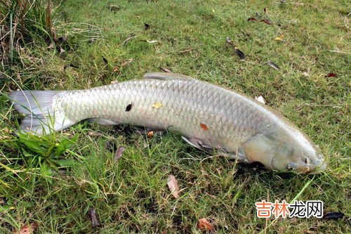 天气冷怎么钓草鱼,天气冷能钓草鱼吗