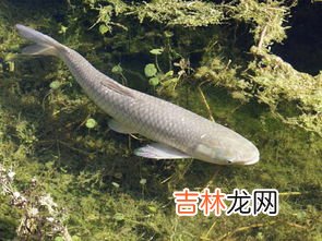 钓草鱼用什么饵,常见的六款钓草鱼鱼饵配方是什么你知道吗?