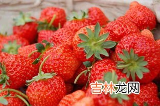 草莓什么季节成熟,草莓什么季节能成熟