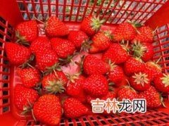 草莓什么季节成熟,草莓什么季节能成熟