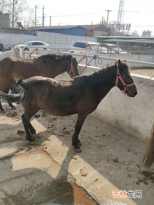 鸵鸟生活在什么地方,冬天鸵鸟会不会冻死，鸵鸟一般生活在什么地方