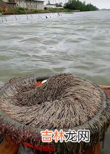 怎么钓甲鱼的方法,钓甲鱼用什么方法最有效