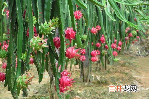 火龙果和葡萄能一起榨汁吗,苹果火龙果葡萄能一起榨汁吗
