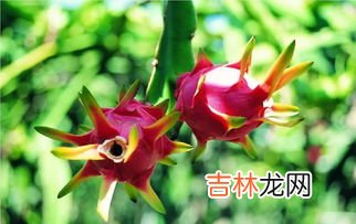 火龙果和葡萄能一起榨汁吗,苹果火龙果葡萄能一起榨汁吗
