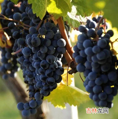 火龙果和葡萄能一起榨汁吗,苹果火龙果葡萄能一起榨汁吗