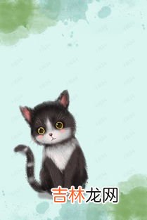 小黑猫是什么意思,天猫发货小黑猫是啥