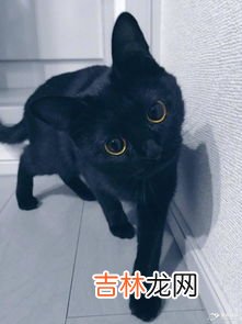 小黑猫是什么意思,天猫发货小黑猫是啥