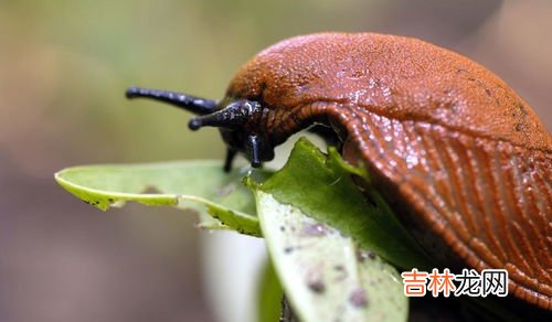 鼻涕虫对人有没有危害,鼻滴虫对人有危害吗?为什么房间会有?怎样消灭它?