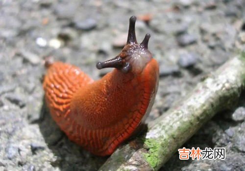 鼻涕虫对人有没有危害,鼻滴虫对人有危害吗?为什么房间会有?怎样消灭它?