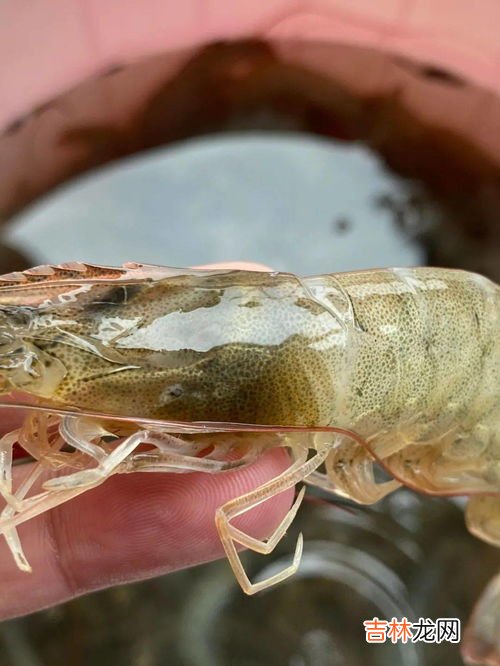 石灰撒虾塘会死虾么,小龙虾池塘撒生石灰水，小龙虾会死吗？是每亩生石灰20斤化水全池撒泼