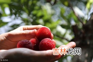 杨梅核是否能吃蚂蚁,水果核能不能吃
