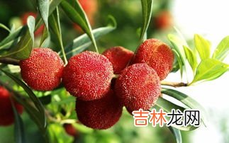杨梅核是否能吃蚂蚁,水果核能不能吃