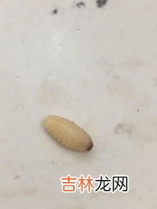 芒果蠕虫是什么,蠕虫是什么虫?