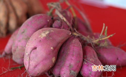 女人多吃红薯的好处,女人天天吃红薯好吗 红薯一天吃多少合适